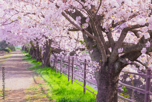 東川の桜並木