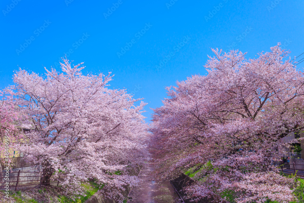 満開の東川の桜並木 満開の東川の桜並木