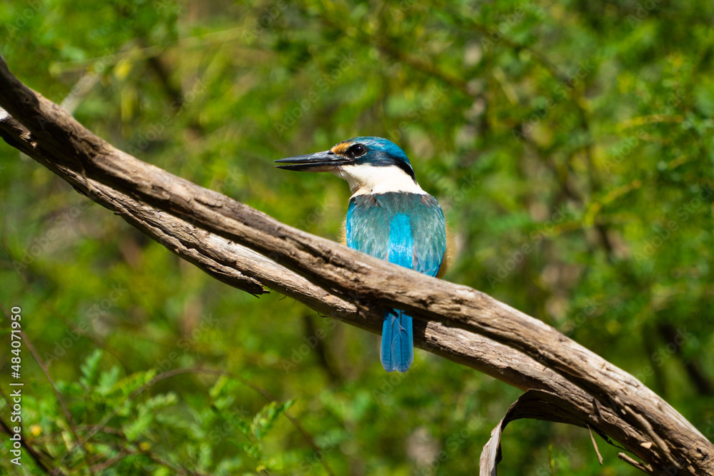 Fototapeta premium kingfisher on a branch facing behind