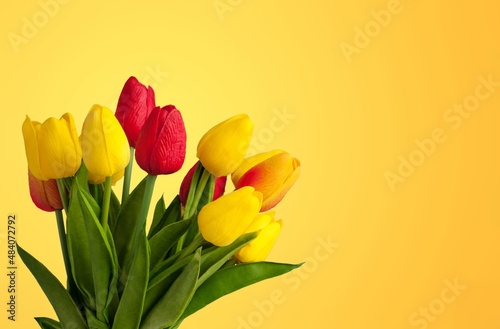 Fototapeta Naklejka Na Ścianę i Meble -  Tulip fresh flower blossom on pastel background