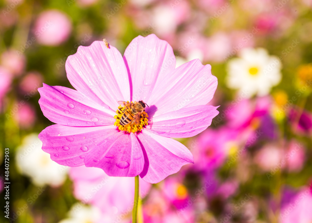 Beautiful cosmos flowers and bee in the garden, outdoor Lumphum province Thailand Beautiful cosmos flowers and bee in the garden, outdoor Lumphum province Thailand