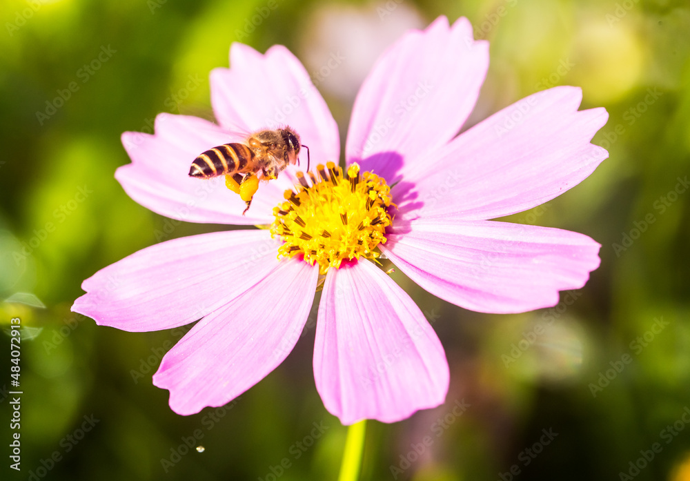 Beautiful cosmos flowers and bee in the garden, outdoor Lumphum province Thailand Beautiful cosmos flowers and bee in the garden, outdoor Lumphum province Thailand