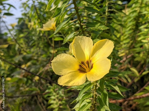 Damiana flower in the morning