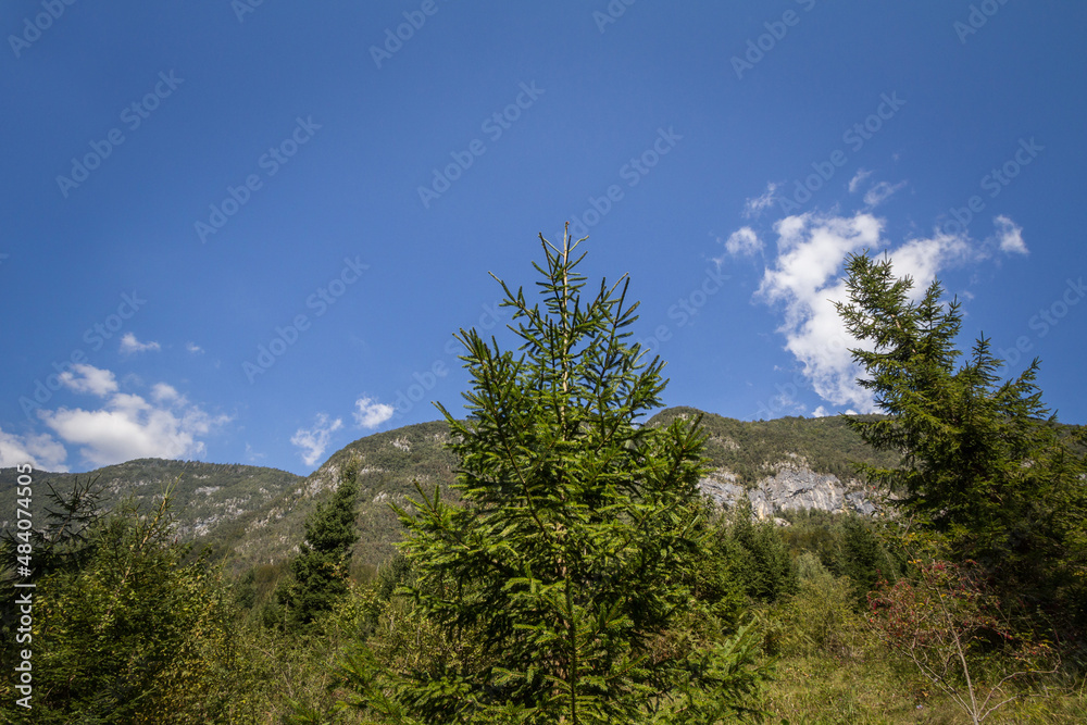 Typical Julian Alps alpine panorama in slovenia, with a focus on a young fir tree, a pine, green, in summer, with a sunny blue sky background and mountains visible. ..