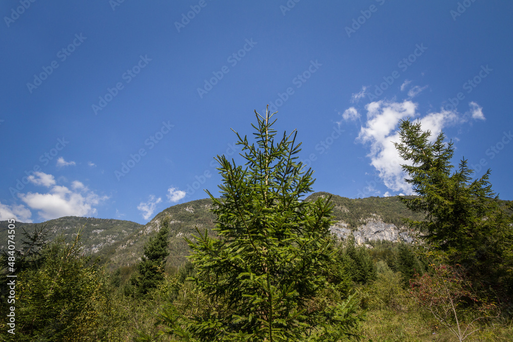 Typical Julian Alps alpine panorama in slovenia, with a focus on a young fir tree, a pine, green, in summer, with a sunny blue sky background and mountains visible. .. Typical Julian Alps alpine panorama in slovenia, with a focus on a young fir tree, a pine, green, in summer, with a sunny blue sky background and mountains visible. ..