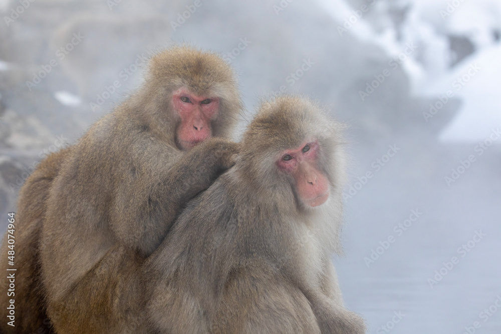 SNOW MONKEY SNOW MONKEY