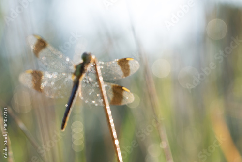  Sympetrum pedemontanum ,banded dragonfly © annickdc
