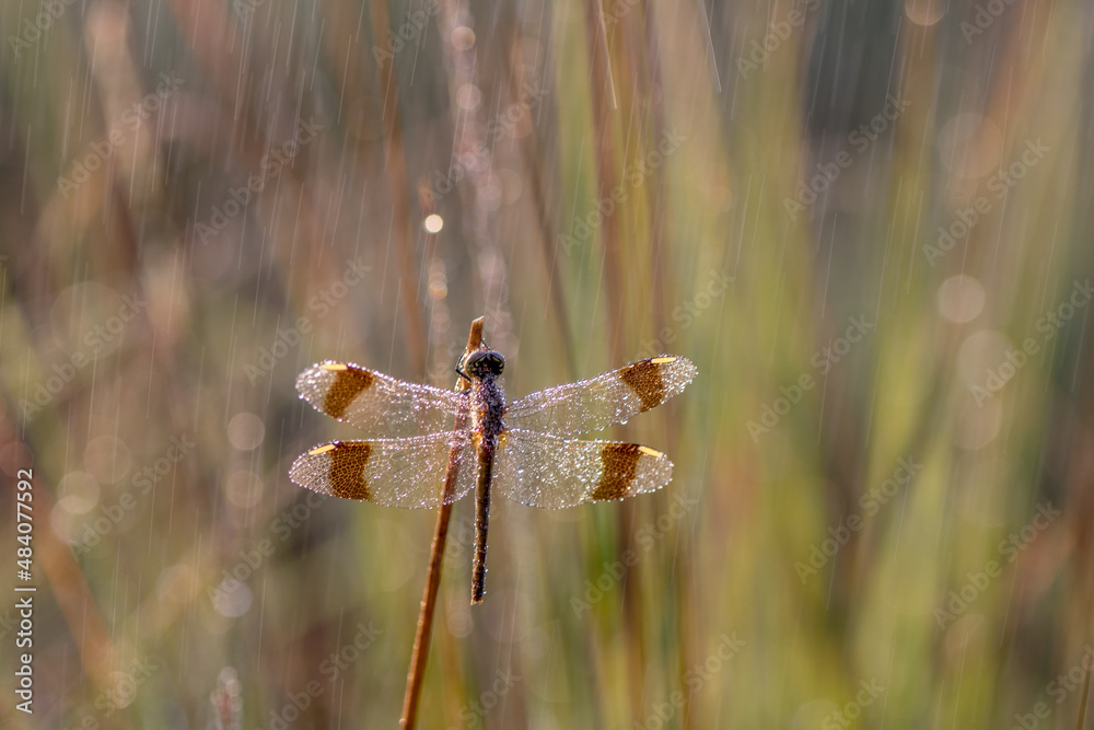 custom made wallpaper toronto digitalSympetrum pedemontanum,banded darter,dragonfly in summer