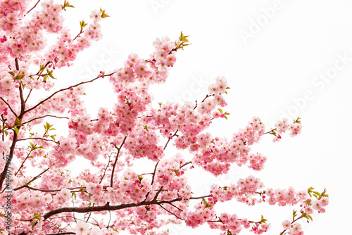 flowers of pink decorative cherry or sakura on a spring tree on a white background