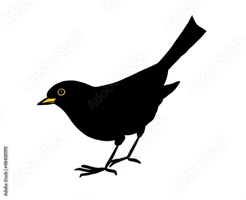 blackbird photo