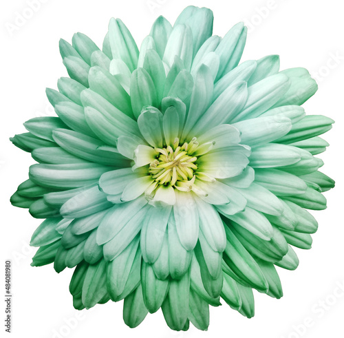 Green  chrysanthemum.  Flower on white  isolated background with clipping path.  For design.  Closeup.  Nature.