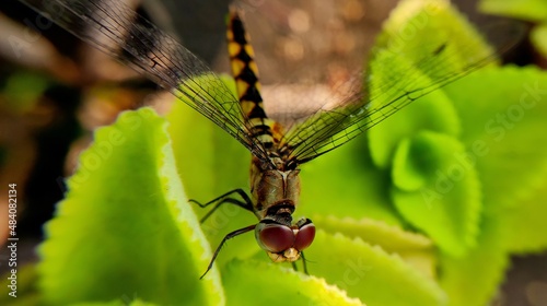 close up of a dragonfly