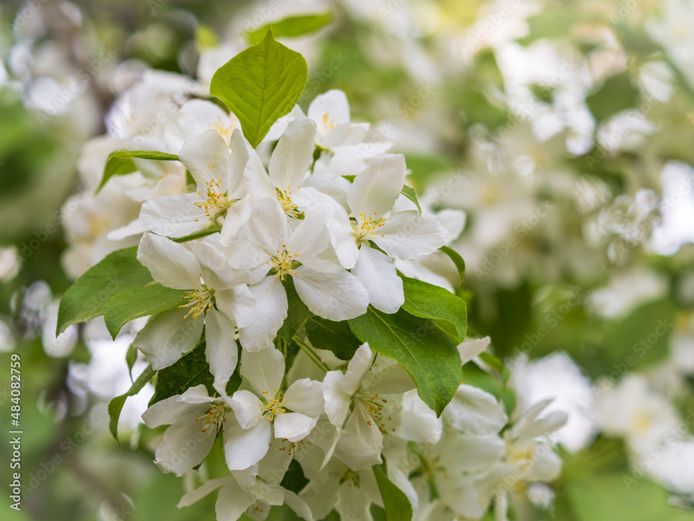 Obraz premium White blossoming apple trees. White apple tree flowers