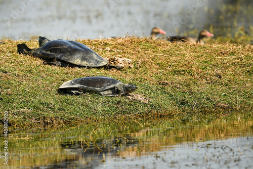 Indian softshell or Ganges softshell turtle pair on green grass a vulnerable species portrait basking sun in winter season of keoladeo national park or bharatpur rajasthan India - Nilssonia gangetica photo