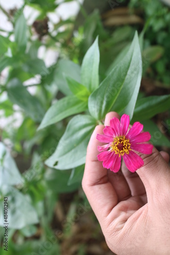 hands holding pink flowers in the garden