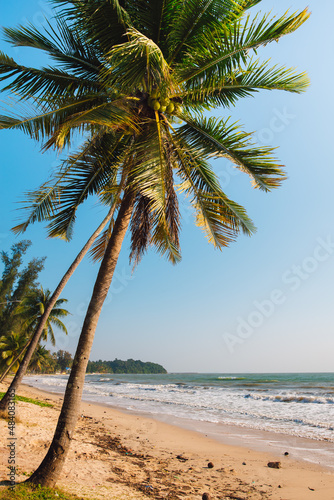 Fototapeta Naklejka Na Ścianę i Meble -  Sunny tropical beach with white sand and palm tree in pastel tone.