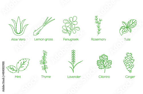 Aloe vera, lemongrass, fenugreek, rosemary, tulsi, mint, thyme, lavender, cilantro, ginger icon set vector 