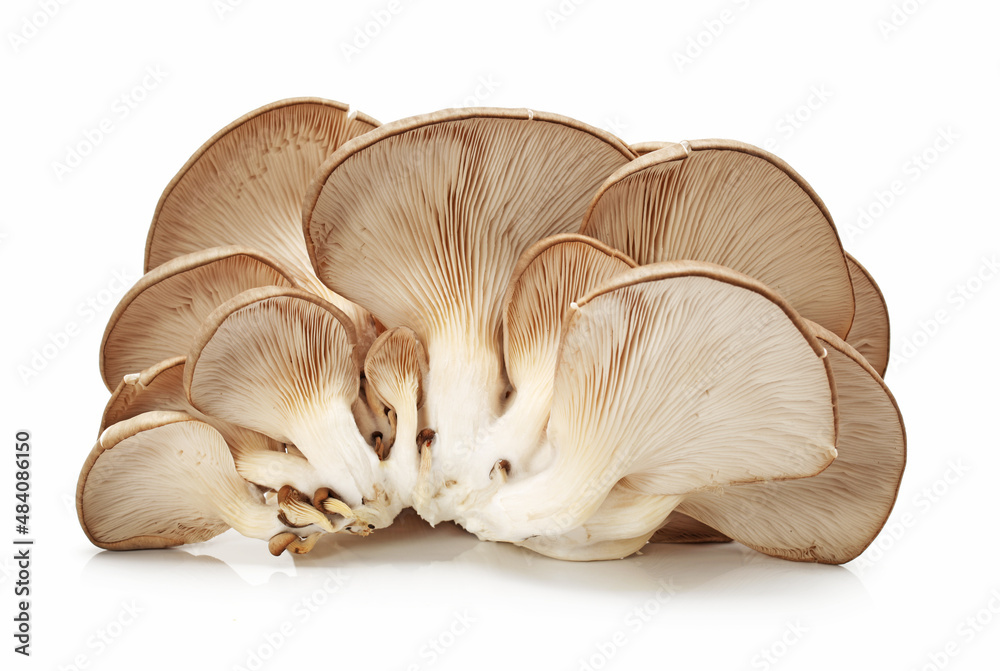 oyster mushroom isolated on white background oyster mushroom isolated on white background