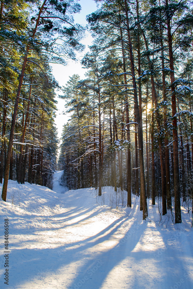 Sun rays through the trees, sunny day in forest. Tree covered by snow. Winter walk outdoors. Bright, snowy landscape. Sun rays through the trees, sunny day in forest. Tree covered by snow. Winter walk outdoors. Bright, snowy landscape.