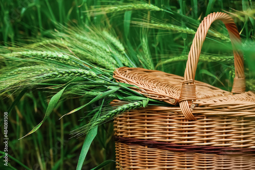 Wicker basket with green wheat spikelets in field  closeup