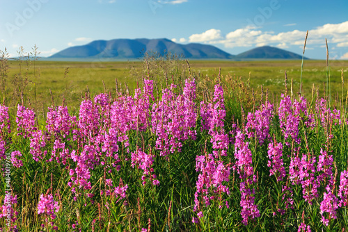 Beautiful summer arctic landscape. Blooming wild flowers of fireweed (Chamerion angustifolium). Tundra wildflowers. Plants growing in the Arctic. The nature of Chukotka and polar Siberia. Russia.