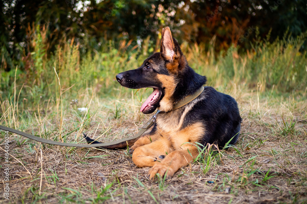 Portrait of a German Shepherd puppy. Portrait of a German Shepherd puppy.
