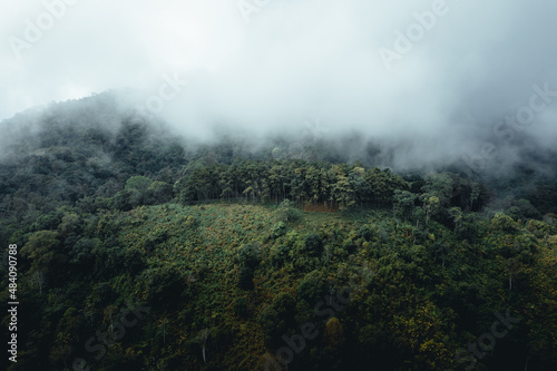misty forest and pine trees