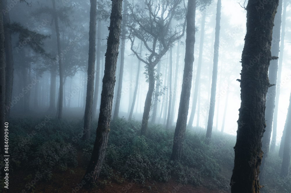 misty forest and pine trees