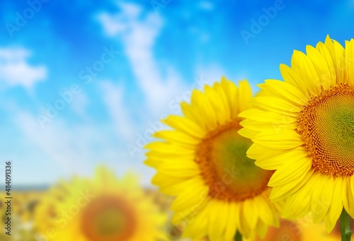 Beautiful sunflower on a sunny day with a beautiful natural background.
