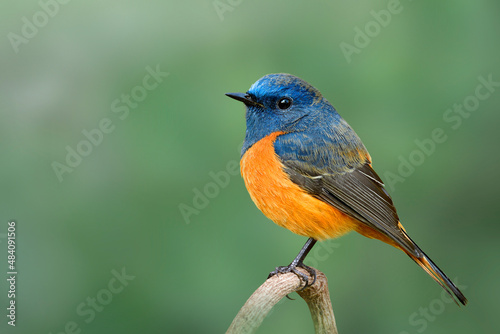 blue-fronted redstart, fat blue bird with orange belly lonely perching on branch on clear green blackground