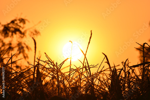 Bright natural background with a reed at sunrise, blurred background and beautiful grass colorful.
