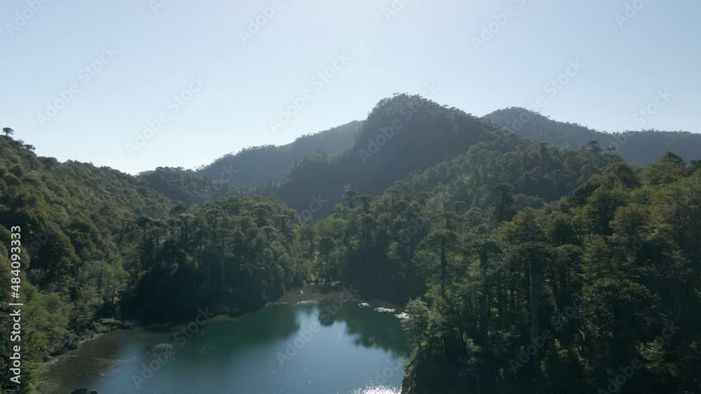 Araucaria (Araucaria araucana) forest at the toro lagoon, huerquehue national park - drone shot Araucaria (Araucaria araucana) forest at the toro lagoon, huerquehue national park - drone shot