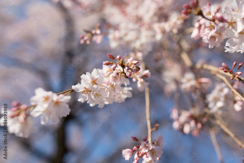満開の花と開花前の桜のつぼみ 満開の花と開花前の桜のつぼみ