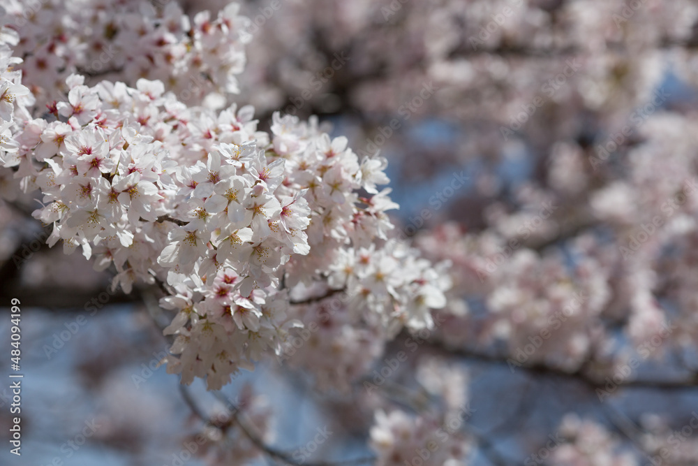 無数に花をつけたソメイヨシノ 無数に花をつけたソメイヨシノ