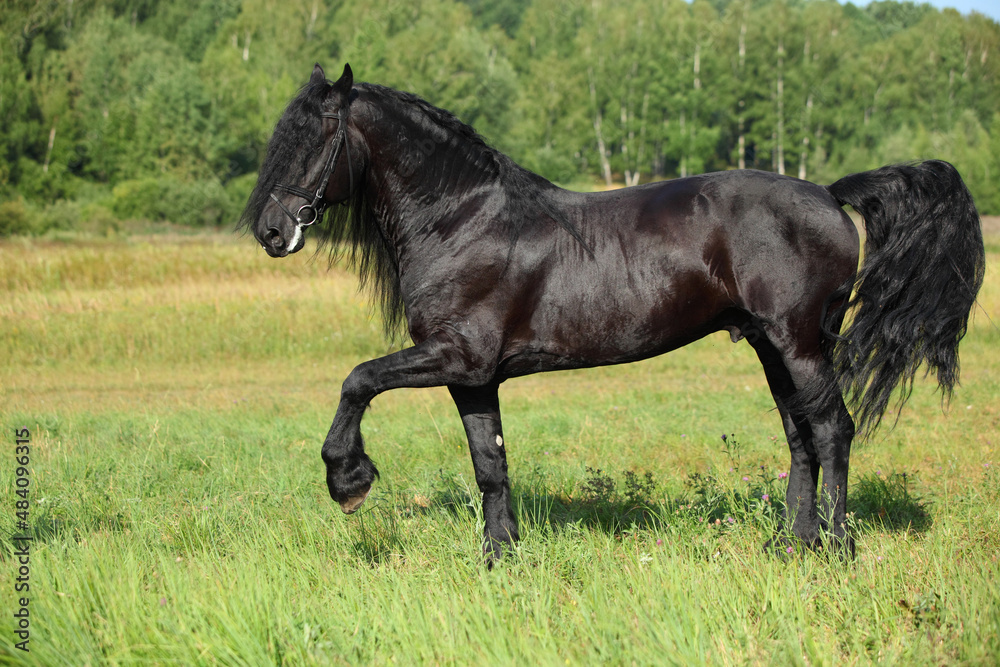 Black friesian horse runs in the meadow at the rest Black friesian horse runs in the meadow at the rest