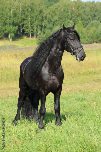 Black friesian horse grasing on the ranch meadow