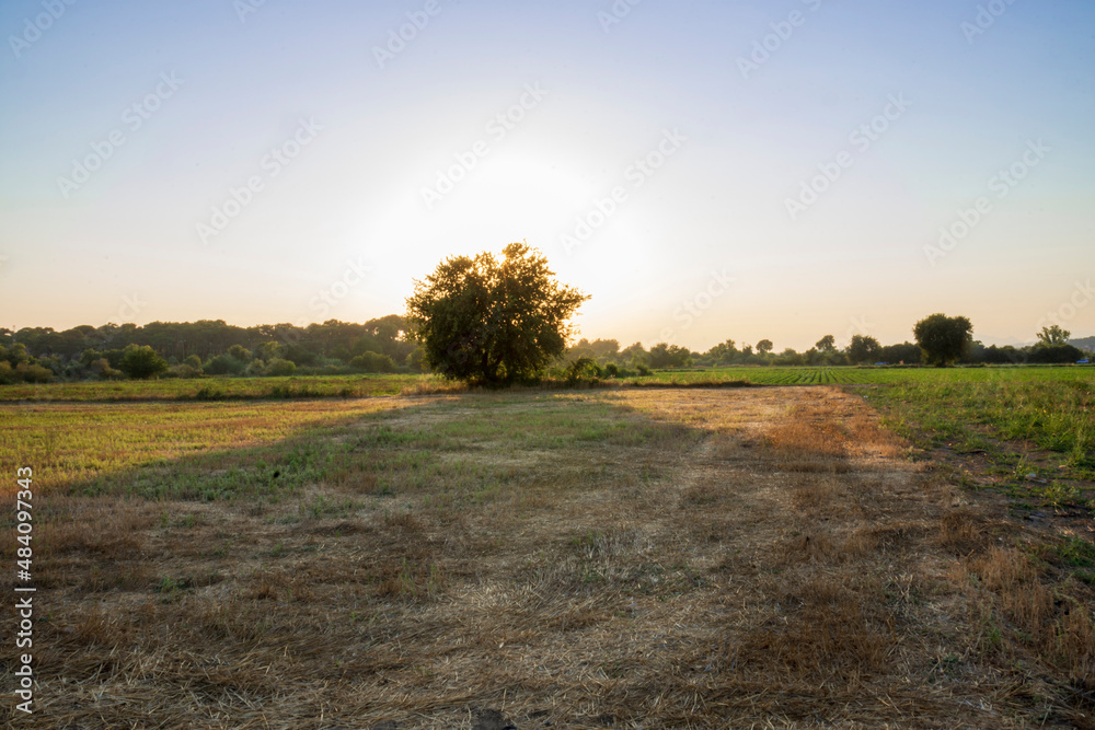Summer landscape with a sunset and a large maple, meadow in the middle behind which the sun sets Summer landscape with a sunset and a large maple, meadow in the middle behind which the sun sets