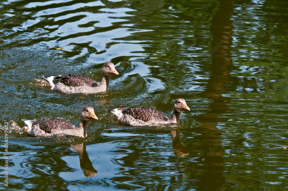 Greylag Geese (Anser anser) wint goslings in park, Germany Greylag Geese (Anser anser) wint goslings in park, Germany