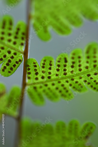 fern leaves on green background