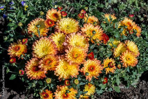 Florist's Daisy (Chrysanthemum morifolium) in garden