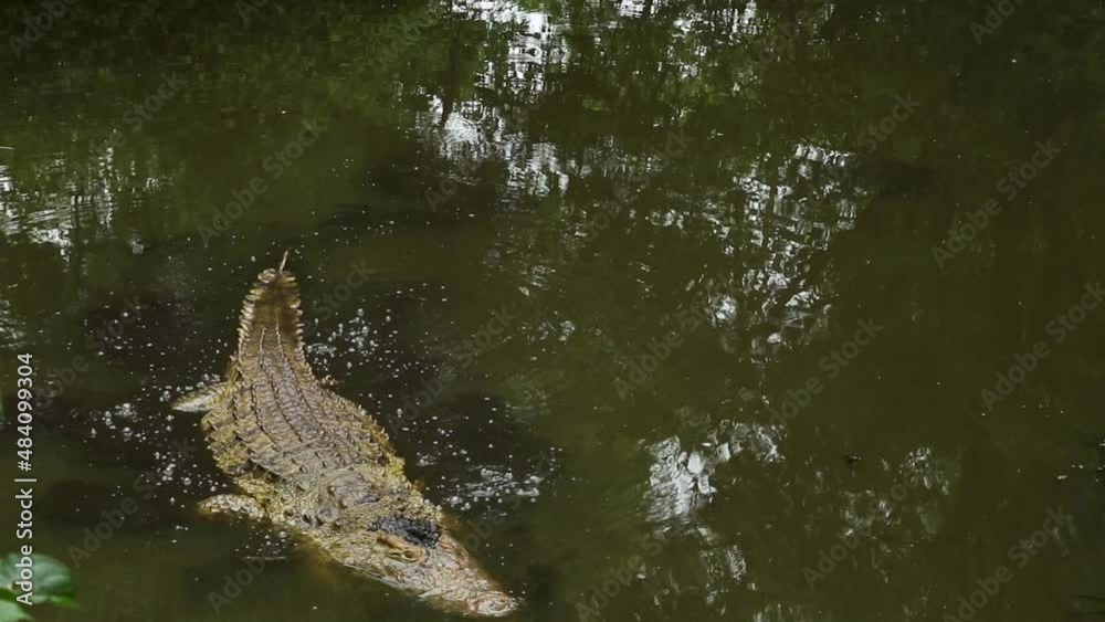 A lone Nile crocodile slowly swimming along the green murky waters of a reptile park enclosure, a dangerous apex predator but protected for sustainability in Africa, Victoria Falls, Zimbabwe A lone Nile crocodile slowly swimming along the green murky waters of a reptile park enclosure, a dangerous apex predator but protected for sustainability in Africa, Victoria Falls, Zimbabwe
