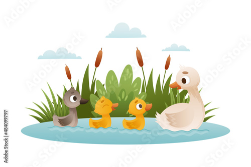 Goose family. Mom floating with her babyies. Ugly duckling fairy tale cartoon vector illustration
