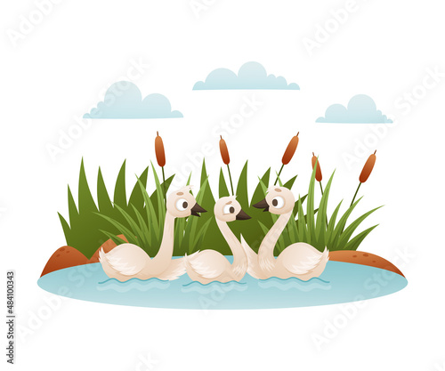 Beautiful white swans. Ugly duckling fairy tale cartoon vector illustration