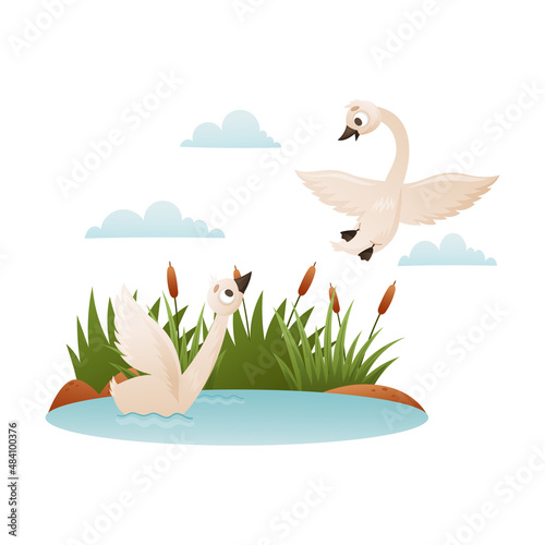 Beautiful white swans. Wild swan birds cartoon vector illustration