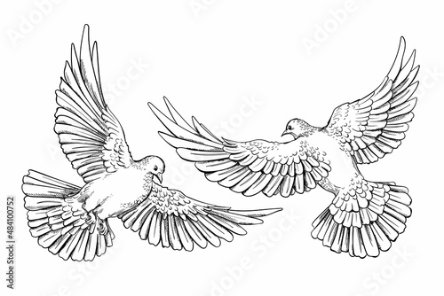 Two beautiful doves in flight. A couple of birds. Stylish image to print on any surface