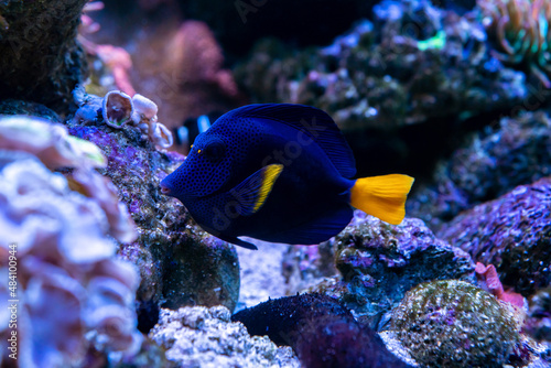 Canvas Print Purple Tang fish