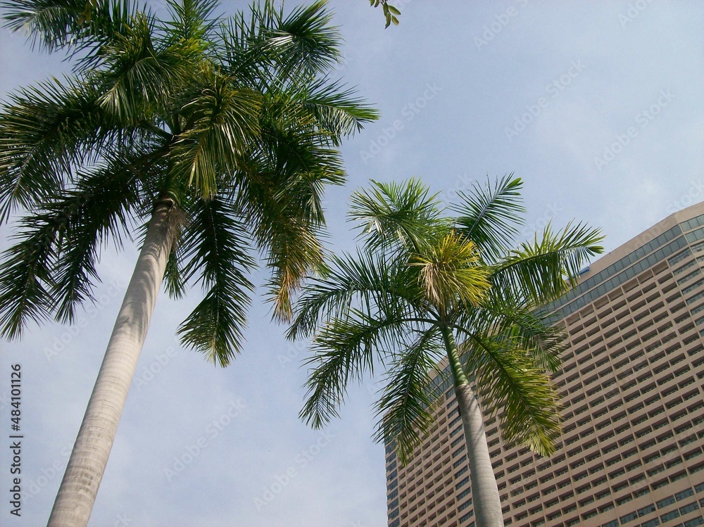 Fototapeta premium palm trees against sky and height building