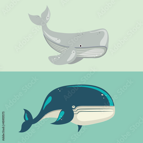 whale sea wildlife
