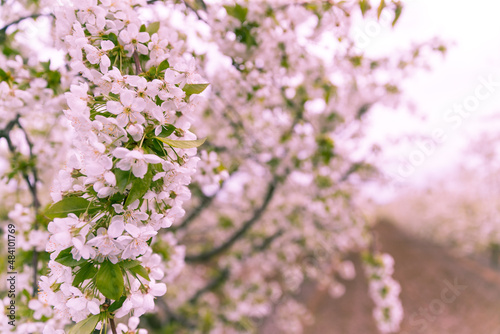Wallpaper Mural spring flowering in the farm. future apples. Apple blossom. Cherry blossoms. Plum tree.
The Cherry Orchard. Apple orchard. Torontodigital.ca