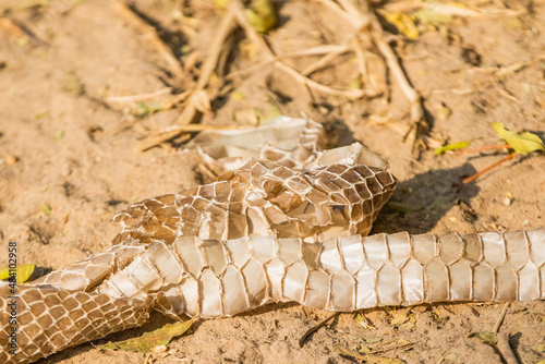 Shed snake skin on the ground photo